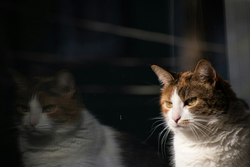 white and brown cat on black surface